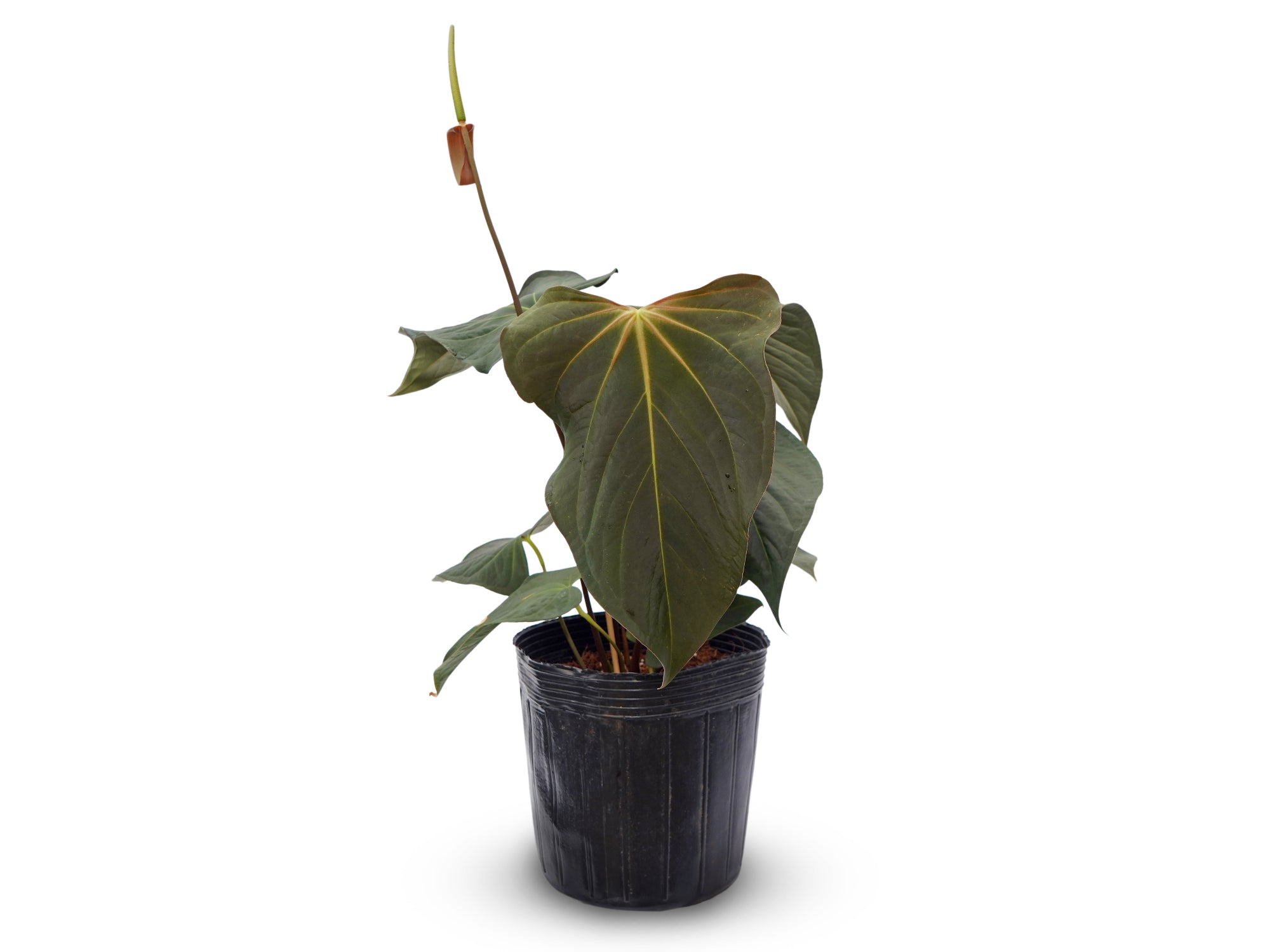 Anthurium Nocturne Plush