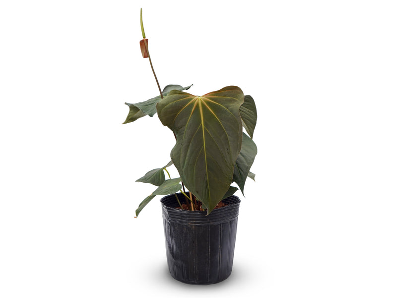 Anthurium Nocturne Plush