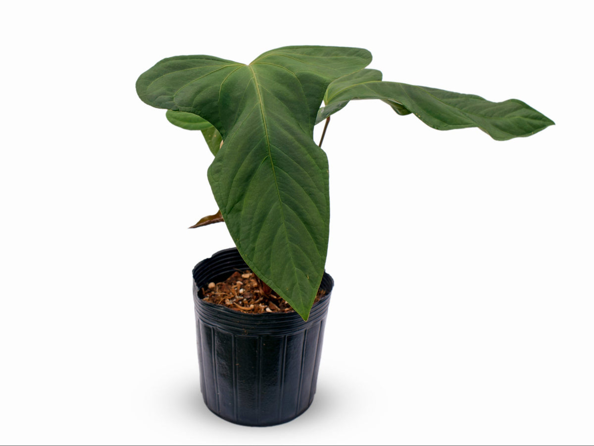 Anthurium Noel's New Spirit