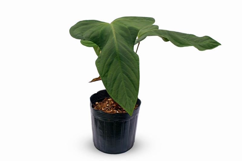 Anthurium Noel's New Spirit