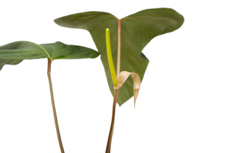 Anthurium Noel's New Spirit