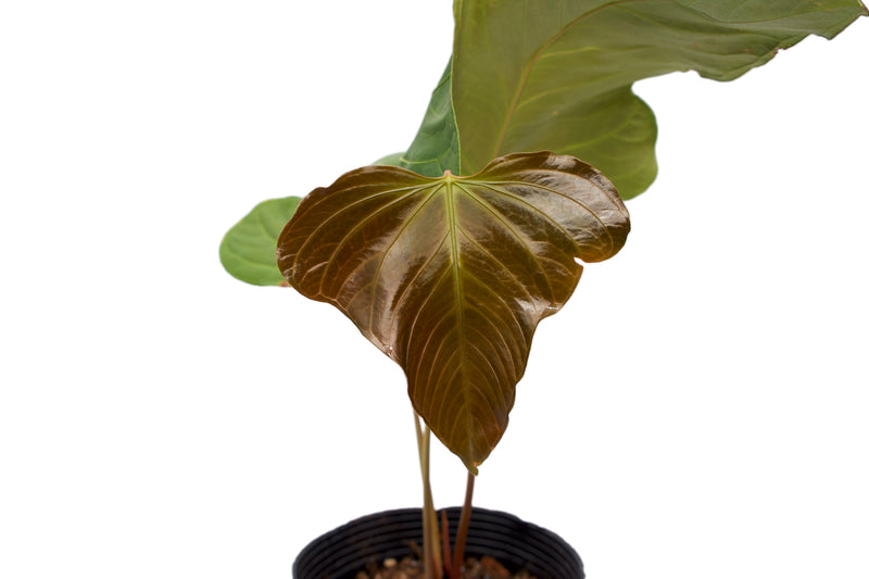 Anthurium Noel's New Spirit