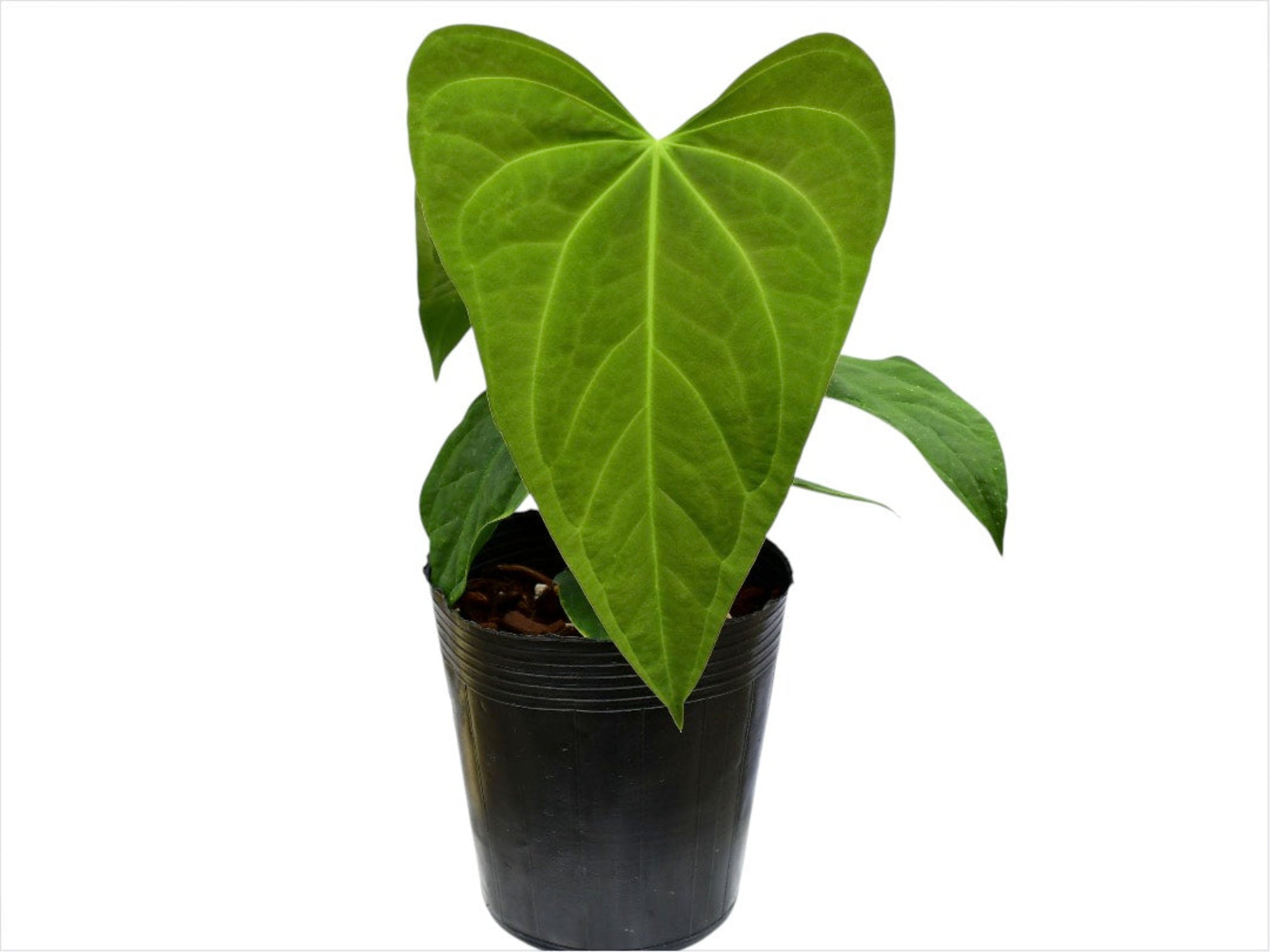 Anthurium Noel's Novelty — Ecuagenera Orquídeas del Ecuador