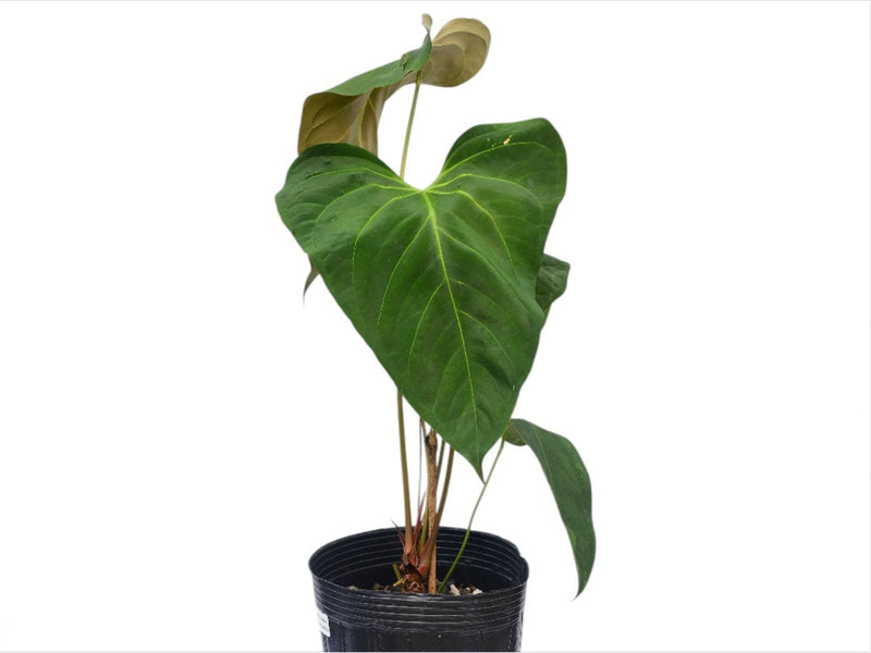 Anthurium Noel's Novelty