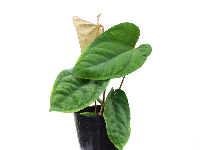 Anthurium Noel's Novelty x Anthurium dressleri