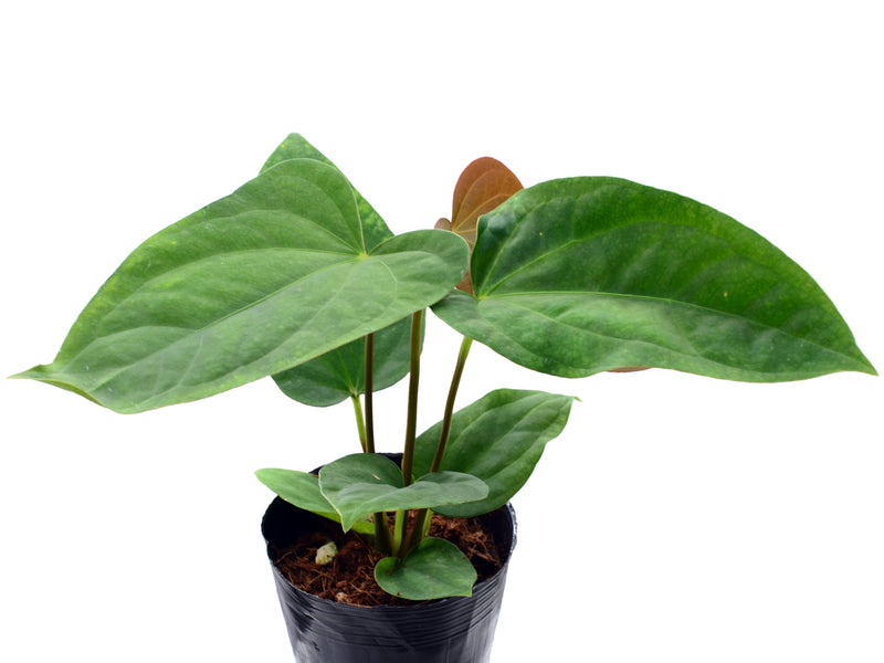 Anthurium Noel's Novelty x Anthurium dressleri
