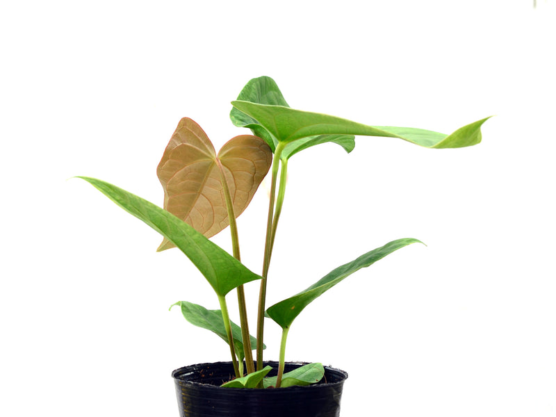 Anthurium Noel's Novelty x Anthurium dressleri