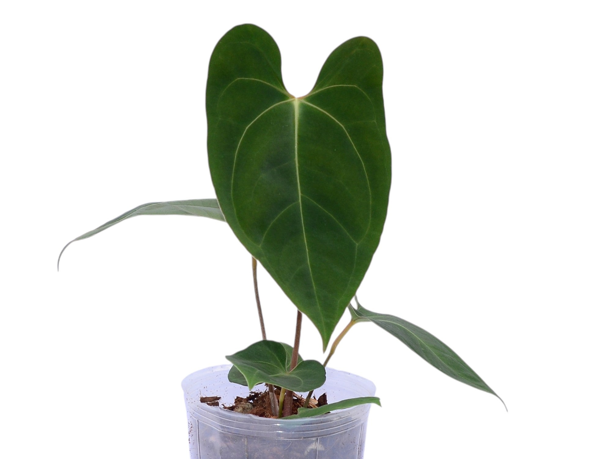 Anthurium Noel's Novelty x (Anth. Jungle Dreams x Anth. besseae