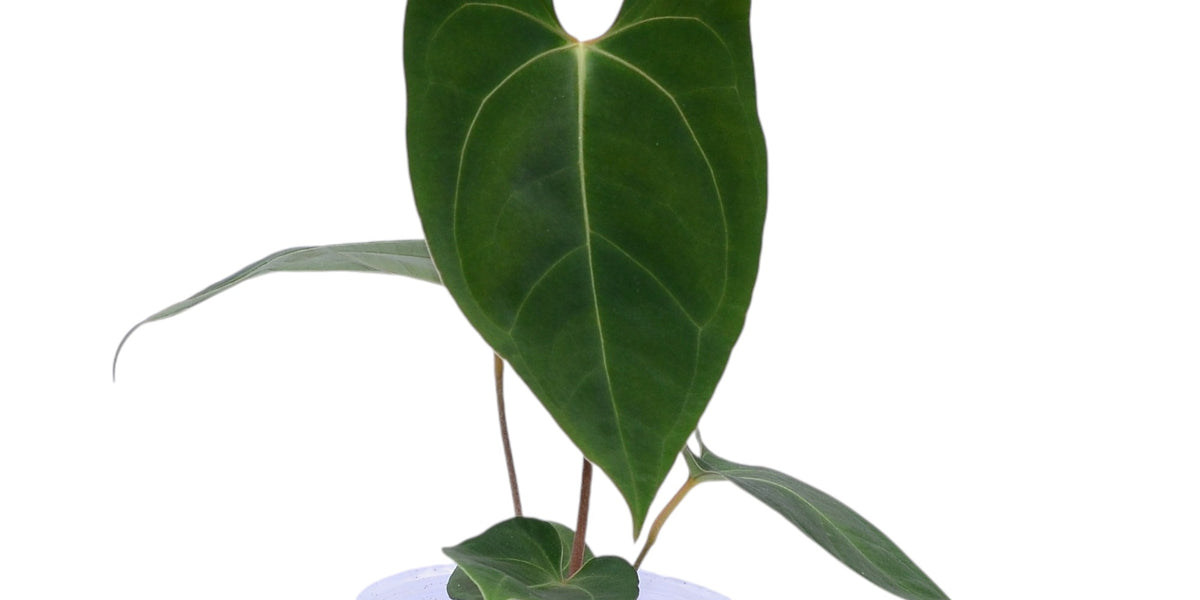 anthurium jungle fan Anthurium Noel's Novelty x (Anth. Jungle Dreams x Anth. besseae aff) — Ecuagenera Orquídeas del Ecuador