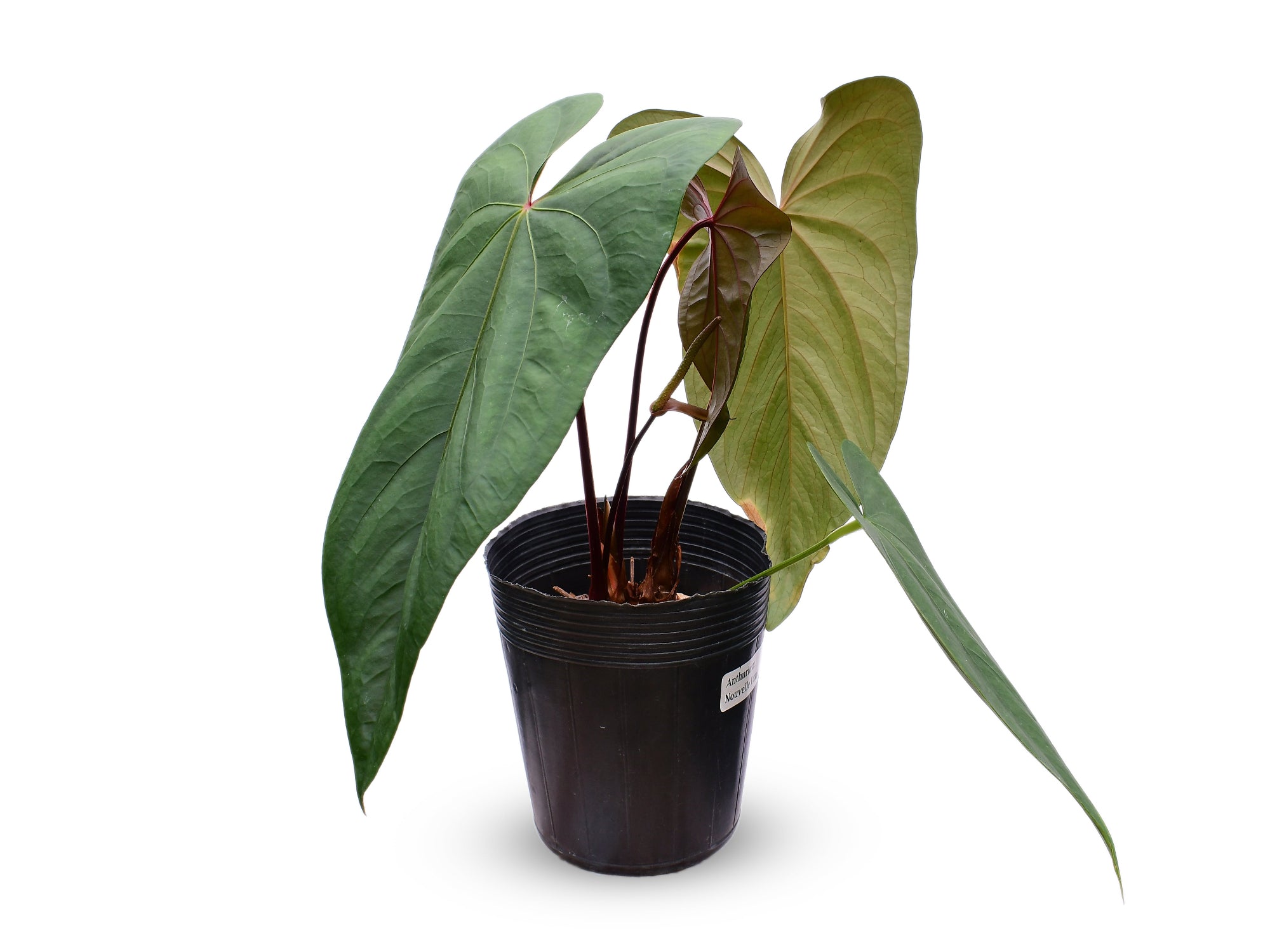 Anthurium Nouvelle Lune – Intermediate Hybrid Anthurium