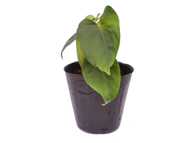 anthurium lunette Anthurium Nouvelle Lune
