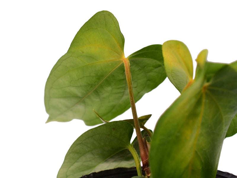 anthurium lunette Anthurium Nouvelle Lune — Ecuagenera Orquídeas del Ecuador