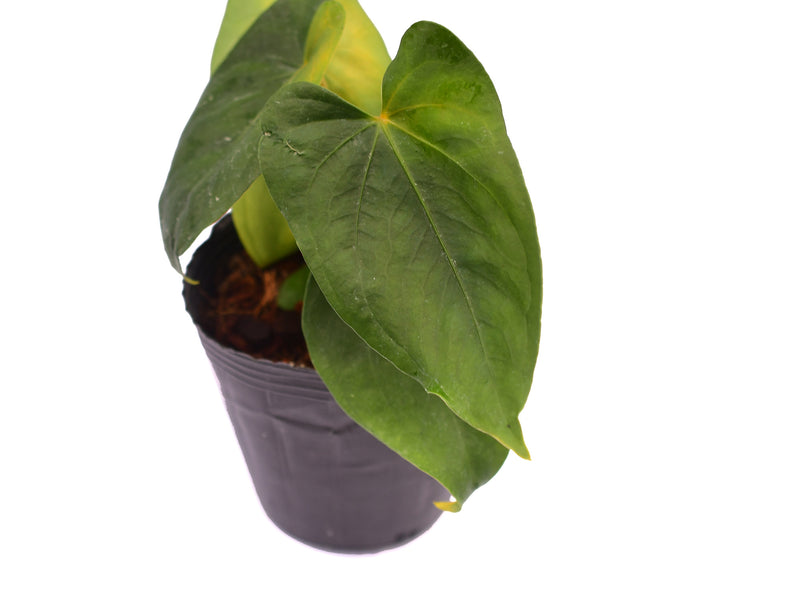 anthurium lunette Anthurium Nouvelle Lune