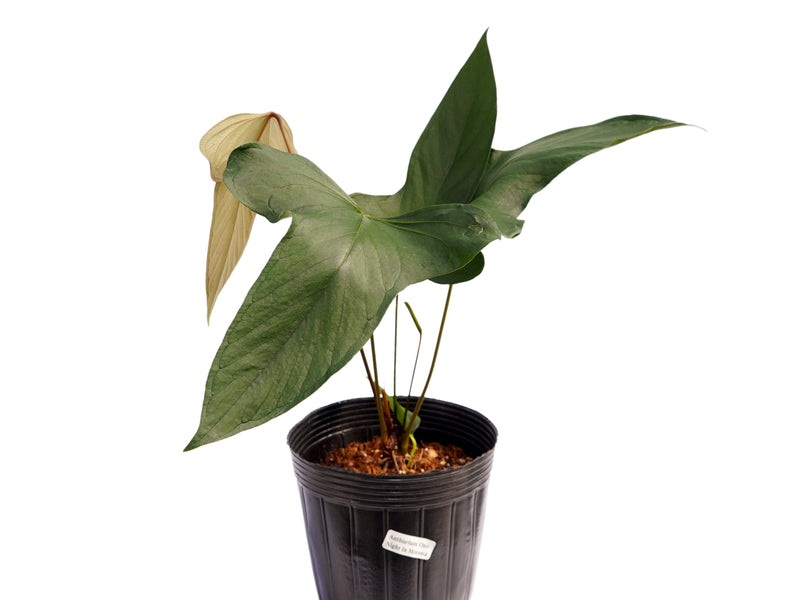 Anthurium One Night in Morona