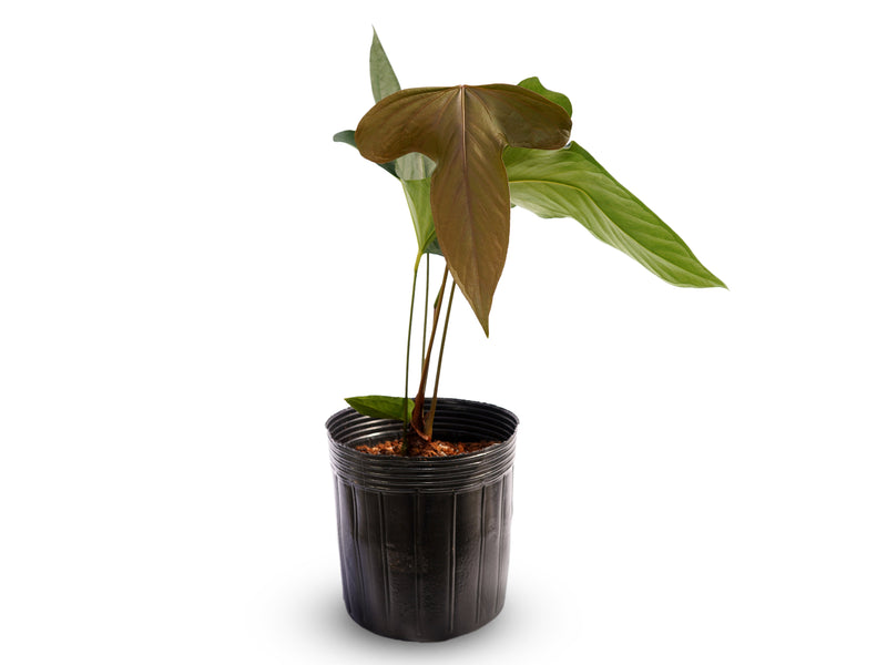 Anthurium One Night in Morona
