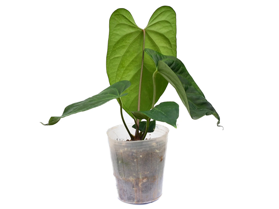 Anthurium Oro Verde