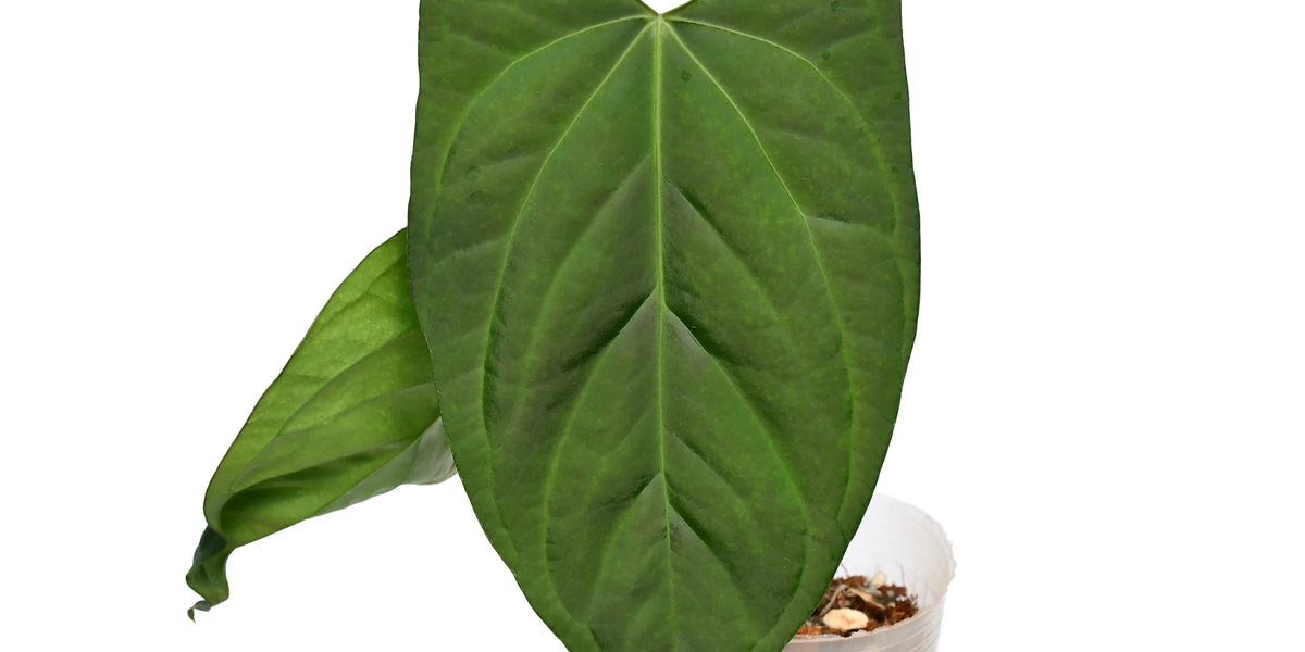 Anthurium Oro Verde  Ecuagenera Orqudeas del Ecuador