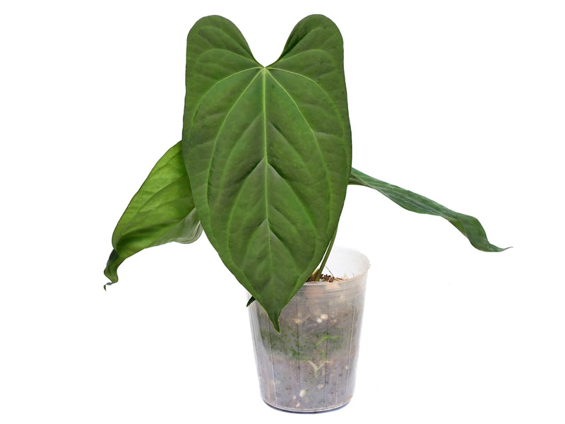 anthurium verde Anthurium Oro Verde — Ecuagenera Orquídeas del Ecuador