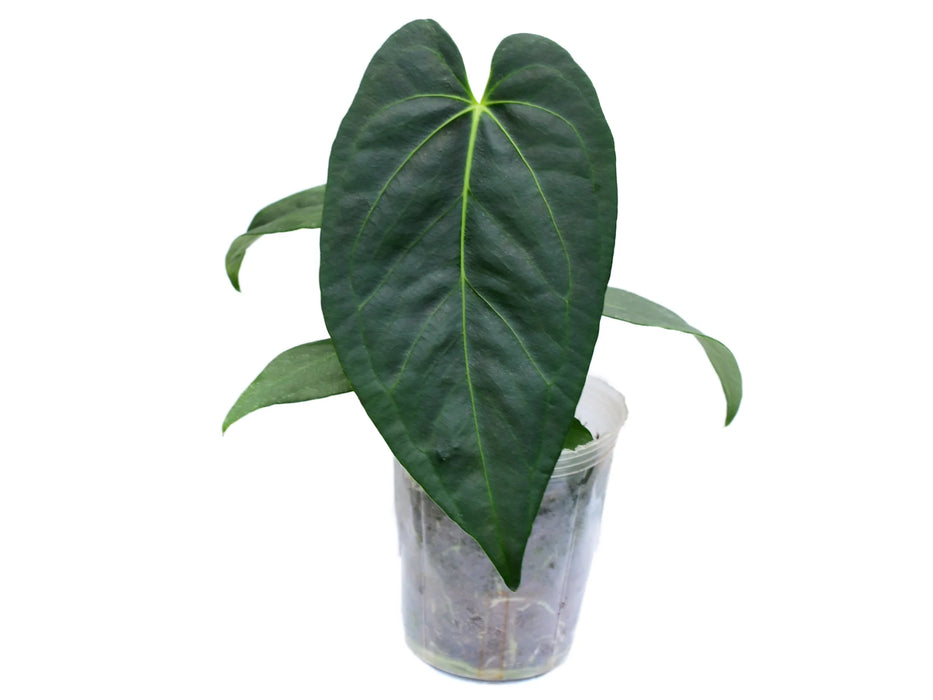 Anthurium Pangui Night