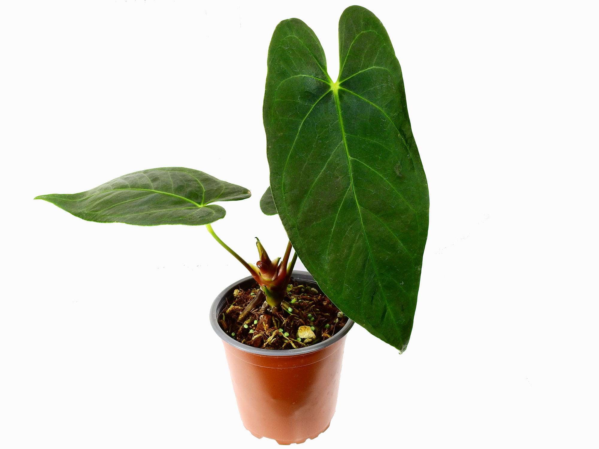 anthurium regale seedling Anthurium Pangui Night (seedling)