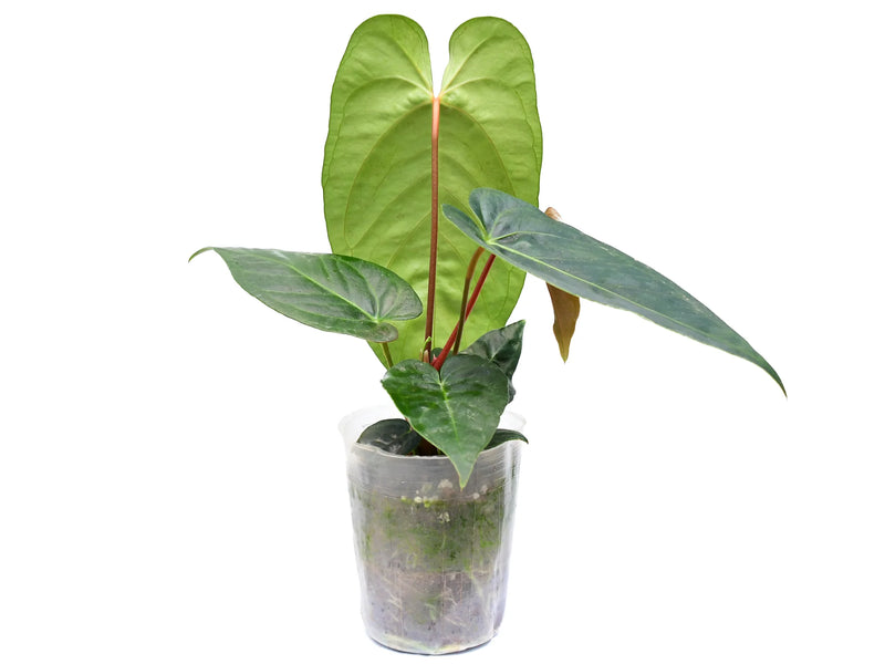 anthurium tropic night Anthurium Pangui Night