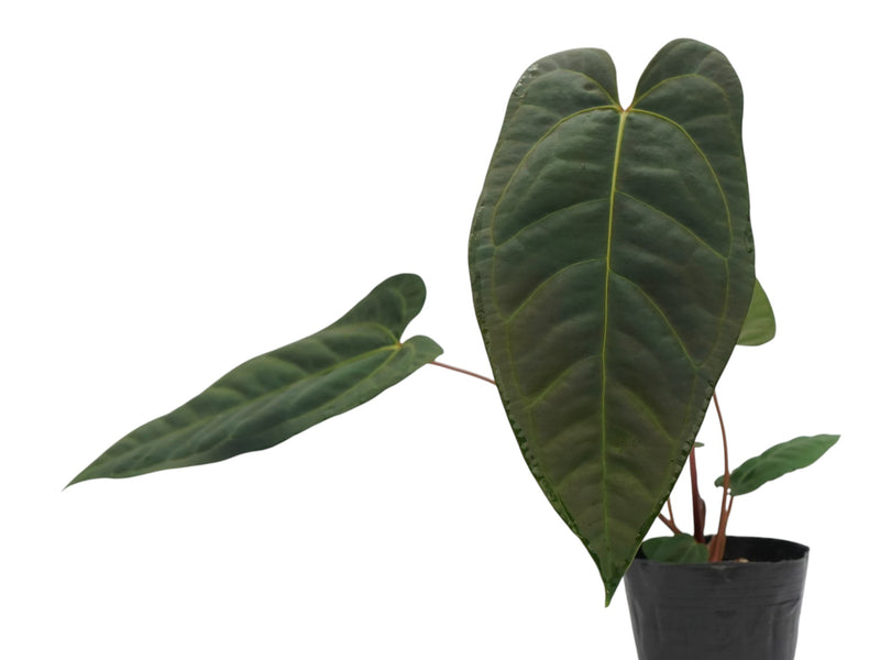 Anthurium Pangui Night x Anthurium Espiritu de Montaña