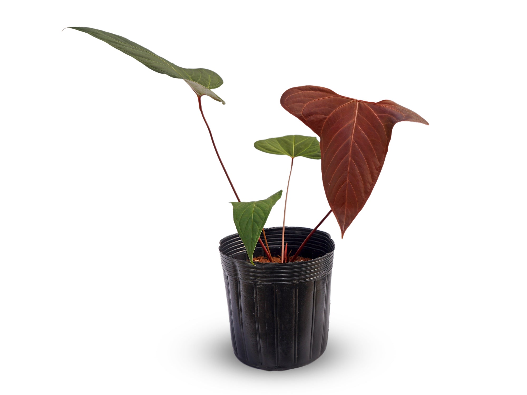 Anthurium Pangui Night x Anthurium Espiritu de Montaña