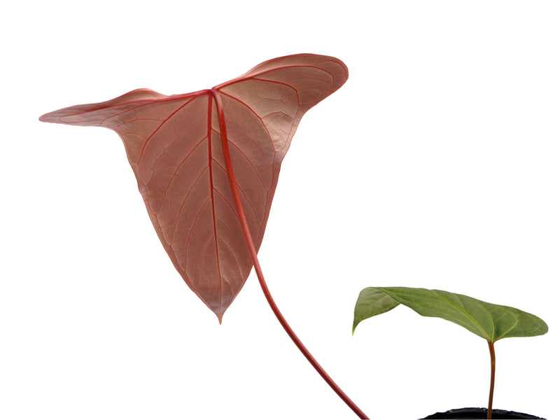 Anthurium Pangui Night x Anthurium Espiritu de Montaña