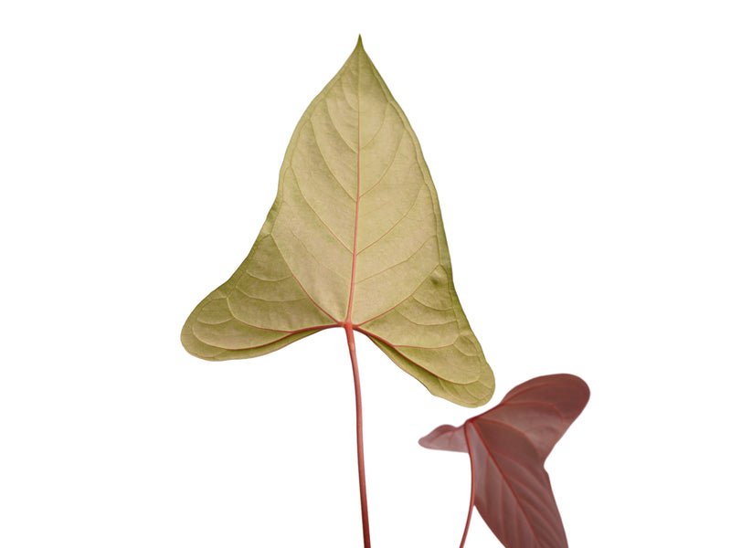 Anthurium Pangui Night x Anthurium Espiritu de Montaña