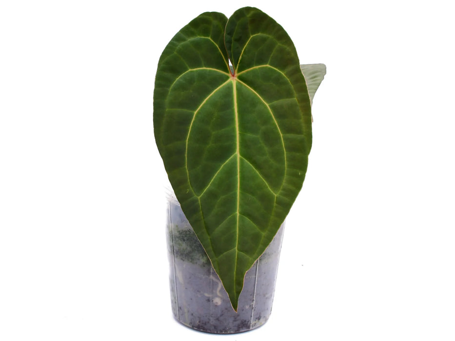 Anthurium Pangui Star