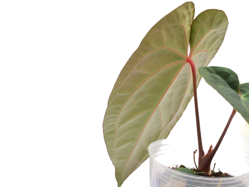 anthurium pohora Anthurium Pangui Star