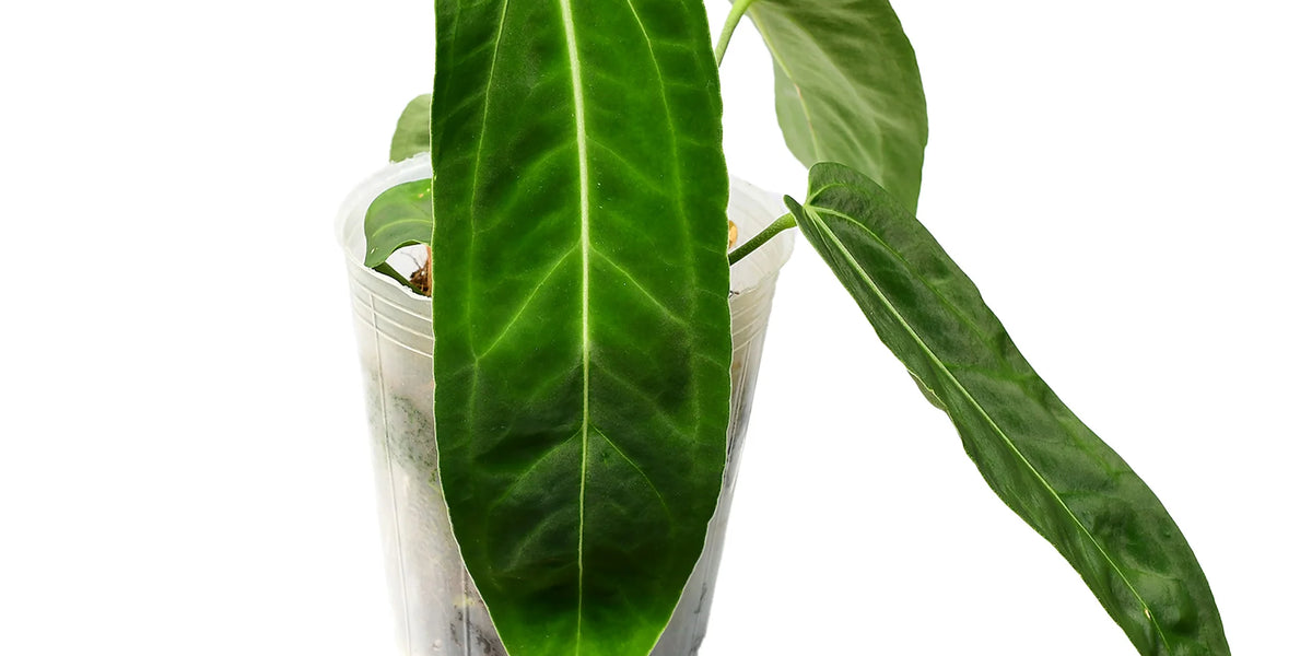 pendant anthurium types Anthurium Pendant Mystery — Ecuagenera Orquídeas del Ecuador
