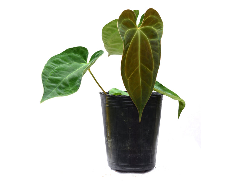 Anthurium Pink Crystal x Anth. papillilaminum