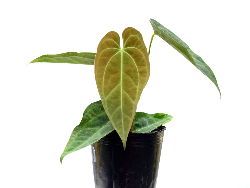 Anthurium Pink Crystal x Anth. papillilaminum