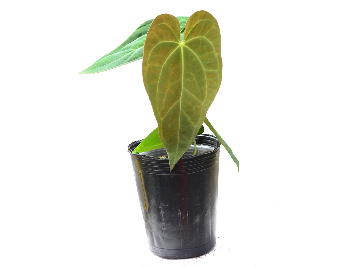 Anthurium Pink Crystal x Anth. papillilaminum