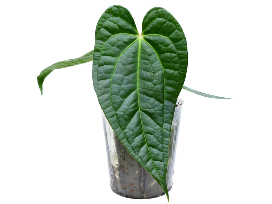 Anthurium Portilla Dreams