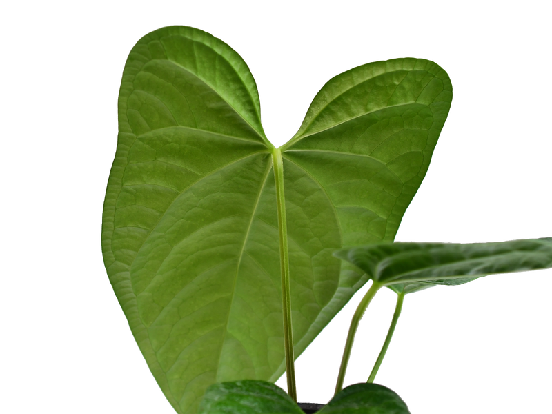 Anthurium Portilla Dreams 'Jolly' inverse crossing