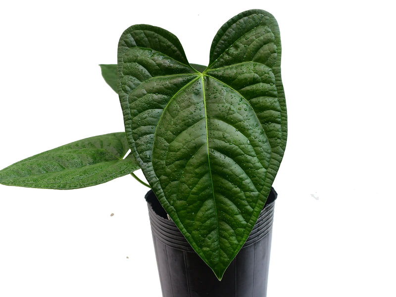 anthurium jolly Anthurium Portilla Dreams 'Jolly' inverse crossing