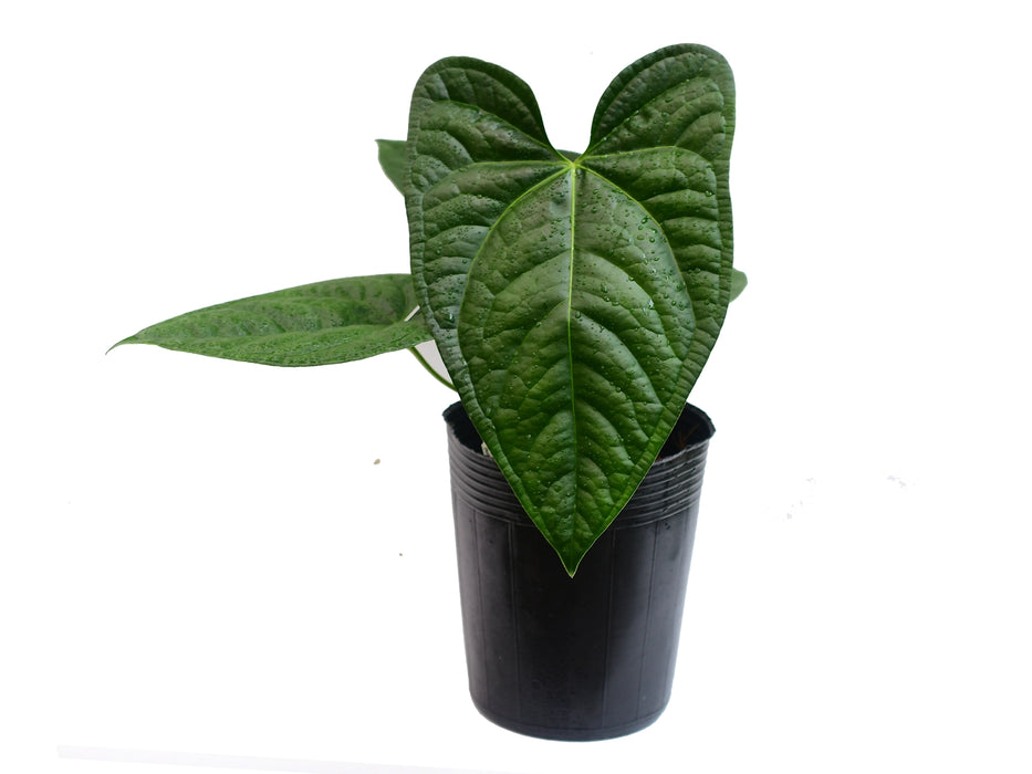 Anthurium Portilla Dreams 'Jolly' inverse crossing