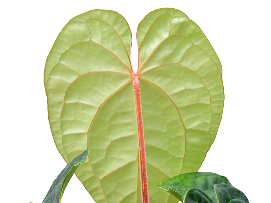 Anthurium Portilla Dreams