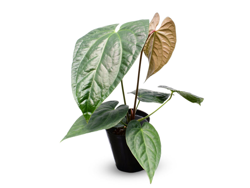 Anthurium Portilla Dreams x Anthurium Luxury Jungle