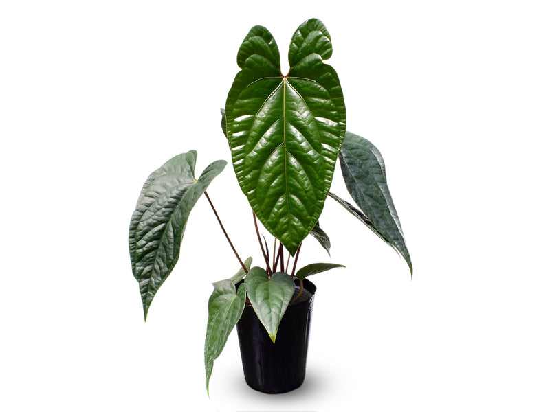 Anthurium Portilla Dreams x Anthurium Luxury Jungle