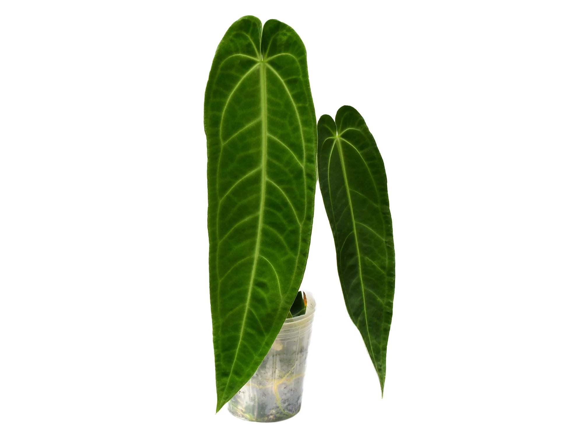 hearts desire anthurium Anthurium Princess of Hearts — Ecuagenera Orquídeas del Ecuador
