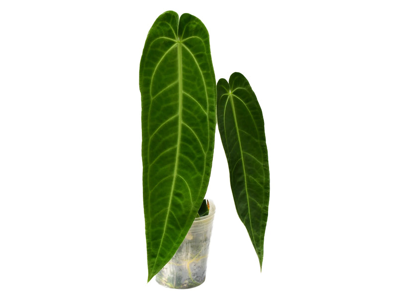anthurium maharani Anthurium Princess of Hearts — Ecuagenera Orquídeas del Ecuador