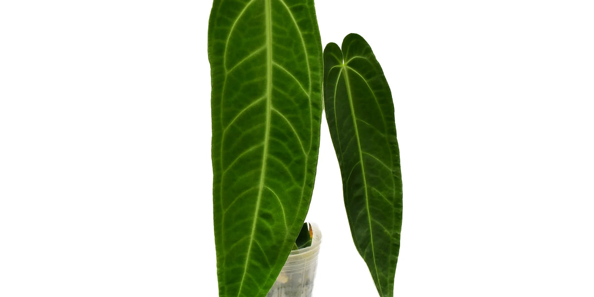 Anthurium Princess of Hearts — Ecuagenera Orquídeas del Ecuador