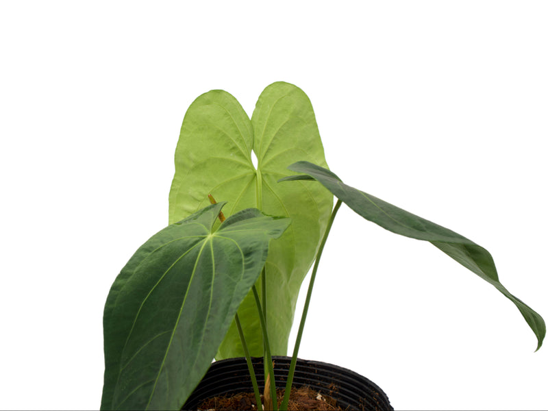Anthurium Princess of Hearts x Anthurium dressleri 'Gigi'