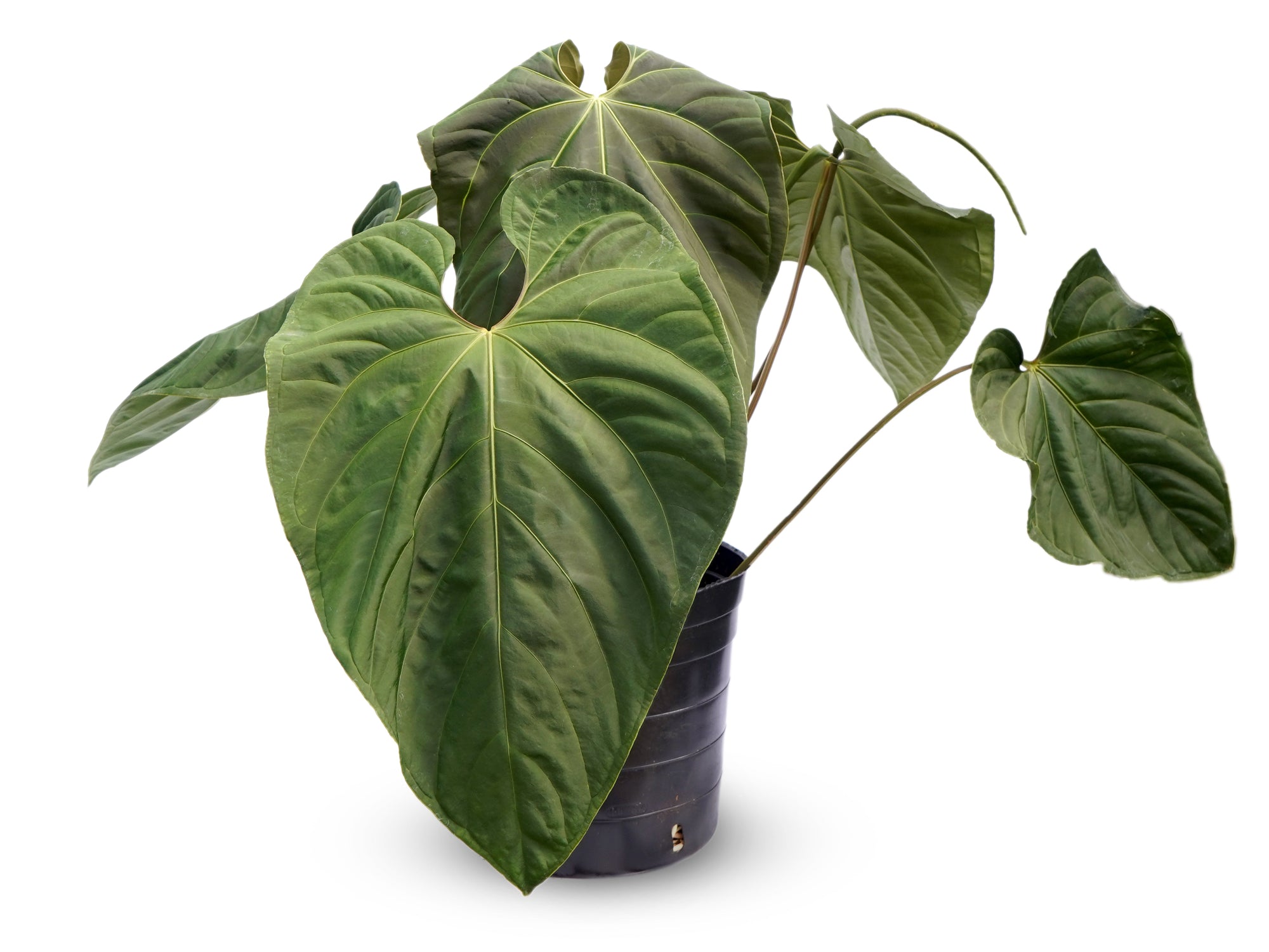 Anthurium Punta de Flecha
