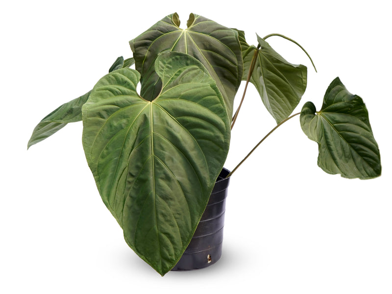 Anthurium Punta de Flecha