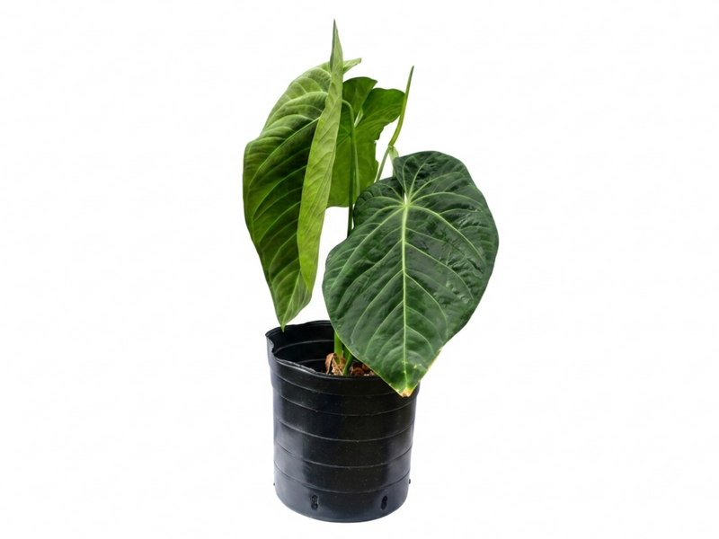 Anthurium Queens Kiss