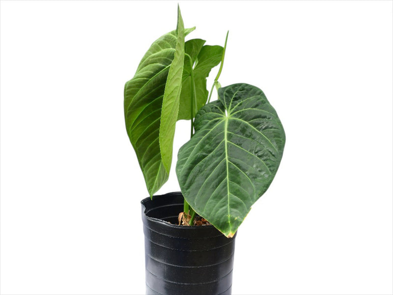 Anthurium Queens Kiss 'Inverse crossing'